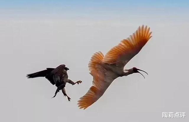 金雕|世界猛禽战力排行榜，谁才是猛禽界的天空霸主？