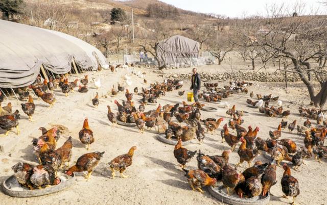 墨语笙歌|当年，那名捡140斤太岁而暴富的辽宁农民，如今现状如何？