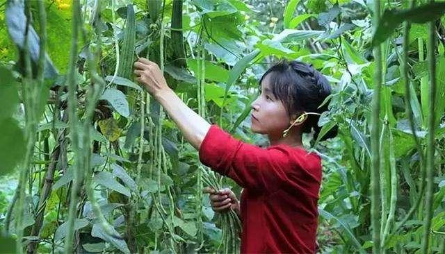 李子柒|李子柒端午节粽子视频被韩国人举报下架，原因让网友没法接受