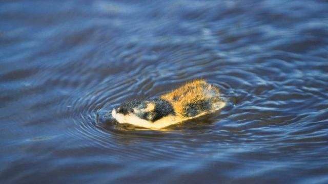 狐狸■为什么地球上越是低级的生物繁殖力就越强，是“谁”在控制它们？