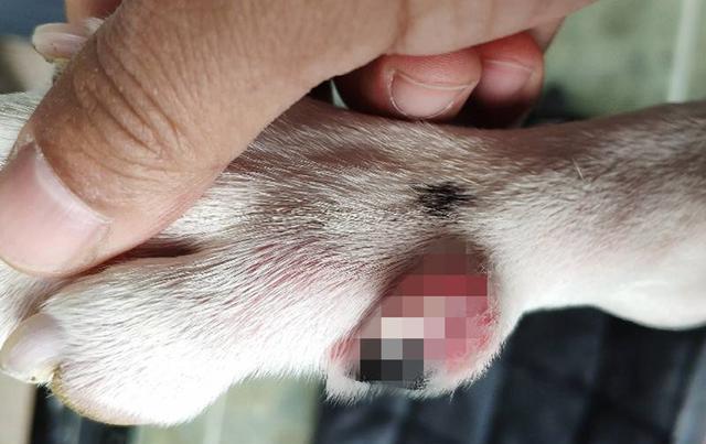 狗狗趾甲发炎排除细菌和真菌感染，或许是免疫系统问题，快去检查