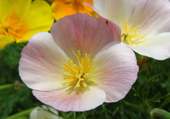 #天蝎座#未来半年，4属相有贵人相助，吉星照耀，平安吉祥，万事如意