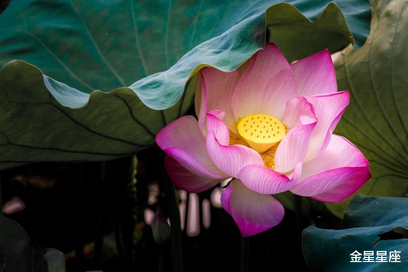 生肖▲最近十天3生肖财运旺盛，脚下生财有路，金库钱财满溢