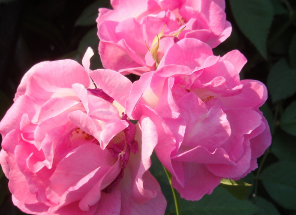 「」6月中旬，走上发财路，4属相日进斗金，腰缠万贯，生活喜气洋洋