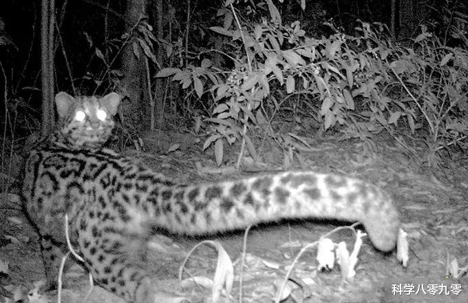 『高黎贡山』高黎贡山现古老猫科动物，尾似雪豹、头朝下下树，敢攻击长臂猿！