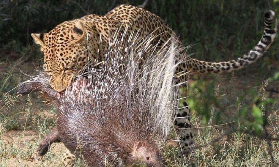 豪猪|宁夏发现球型猛兽，体重二十斤不过斗大，能够杀狮害豹异常凶猛