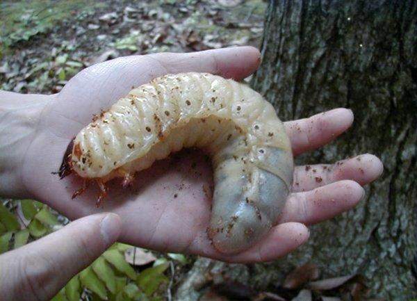 女子在野外腐木中发现巨型幼虫, 带回家饲养后它蜕变成这样