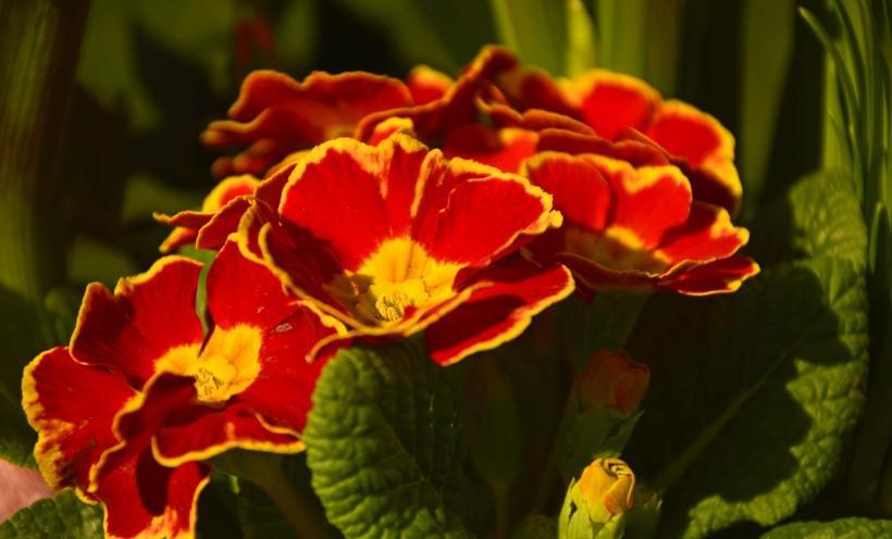 吉星|11月吉星照耀，日子红红火火，发大财的四生肖，财运丰收大吉利