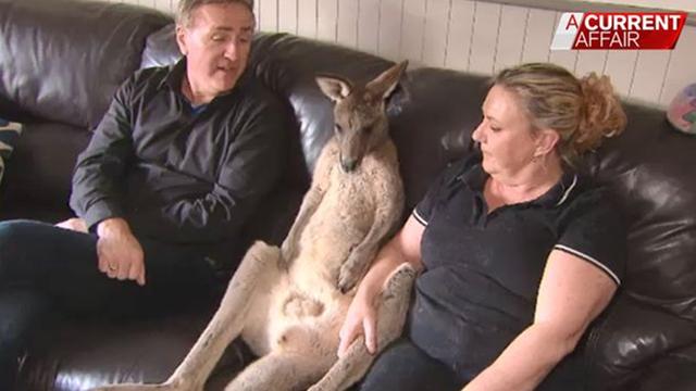 英国英鸟|澳女子救下受伤袋鼠，养了5年成家中一员，拒绝放生：它很快乐