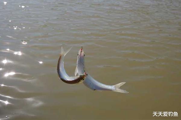 饵料|手竿速钓白条好方法，牢记这些要点，白条连竿上，狂拉到手酸！