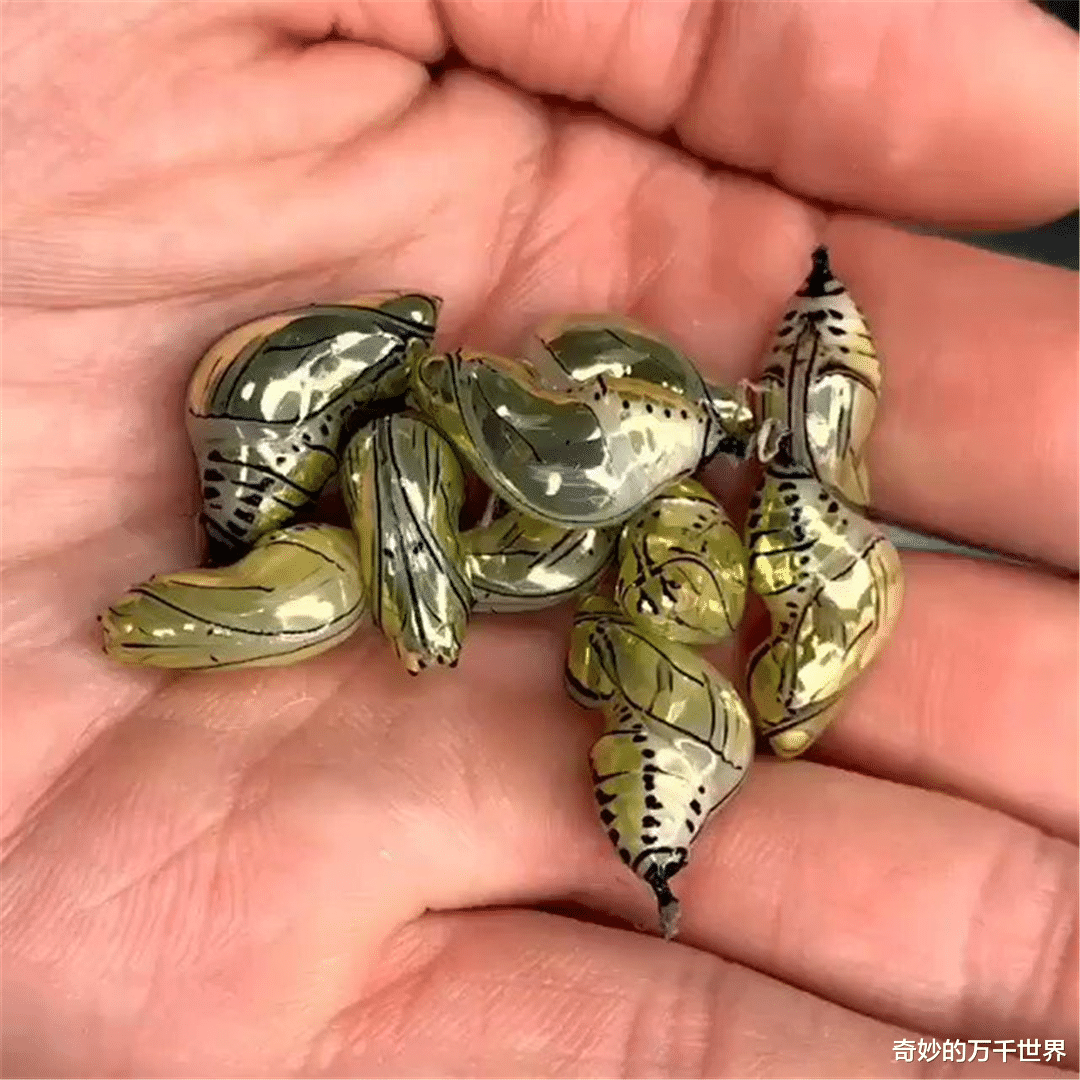 ##乍一看像黄金打造的蝴蝶蛹现身互联网，网友：活着的珠宝！