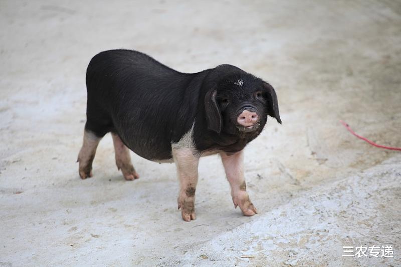 退市▲2020年3月25今日生猪价格行情走势，华南地区猪价下跌