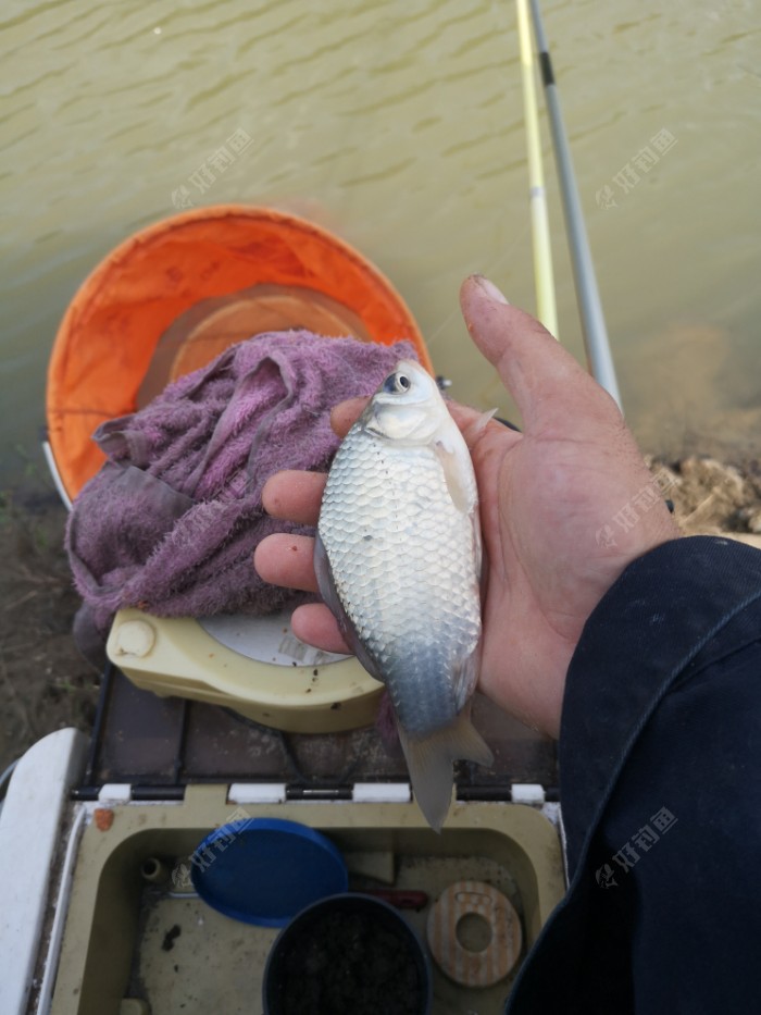 鲫鱼|许久没钓鱼，一钓就上瘾