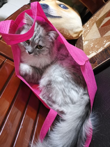 喵星人啥地方都能睡，但猫窝除外！第4张图的猫也太惨了