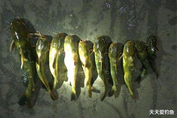 「」夜钓昂刺鱼的实战经验,这些钓法都好用,收获有保证,一钓一个准