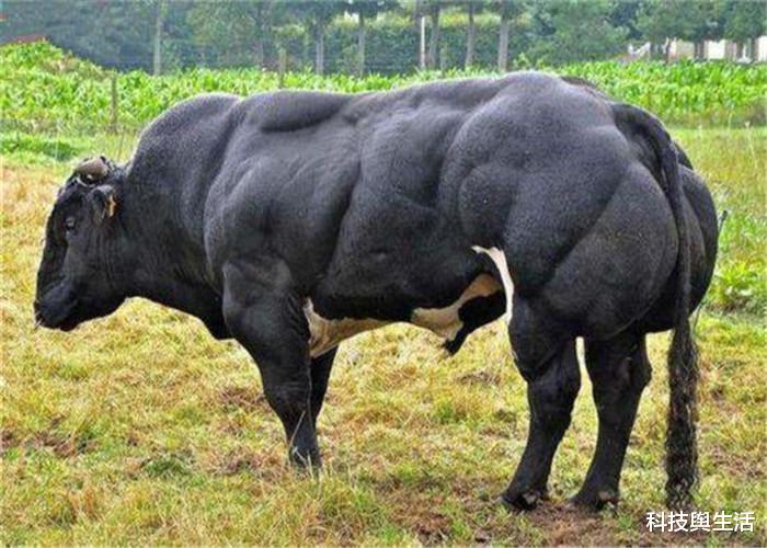 海洋生物|人类从海洋生物进化而来，事实真是如此？腹肌或是有力证据！