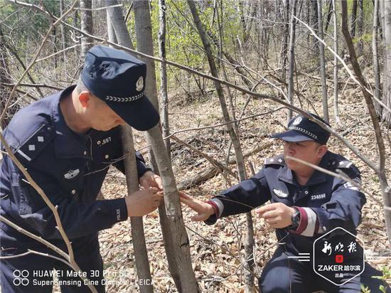 民警|被解救的“东北神兽”放归大自然 野生神兽频繁出没林区