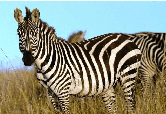 「斑马」为什么斑马没有成为人类的坐骑?专家:史上最恶心的“马”类