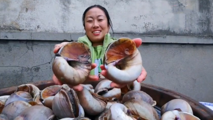 「香螺」快手网红吃100个“香螺”，掰开肉画风突变，网友直呼：别吃了！