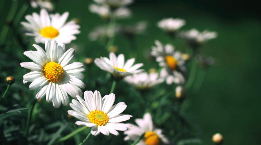 星座爱情观|下半年，桃花追着跑，横财一大把，事业春风得意，诸事顺心的属相