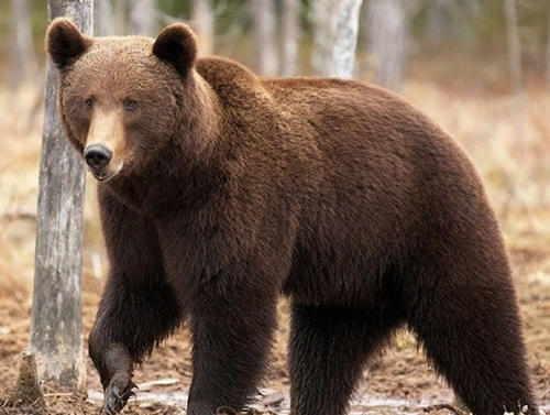 「东北虎」哪种食肉动物可以打败东北虎?为什么?