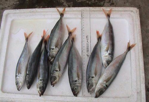「」很少有人知道这种鱼的名字，10块钱能买3条，便宜美味，而且刺少