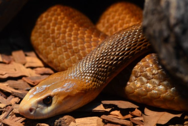 为什么世界上最毒的毒蛇都生活在澳大利亚？