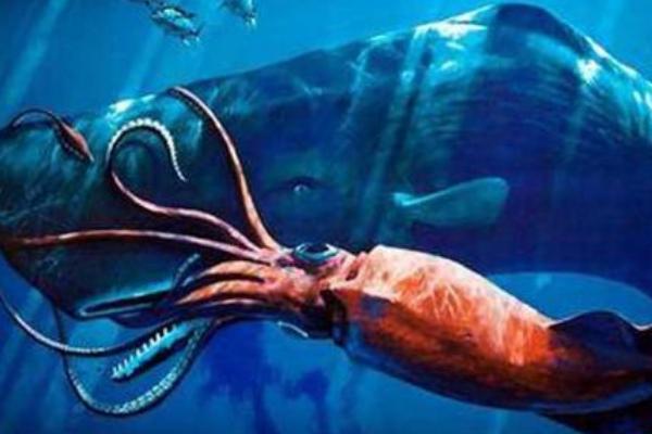 抹香鲸|抹香鲸为什么喜欢对付大王乌贼?