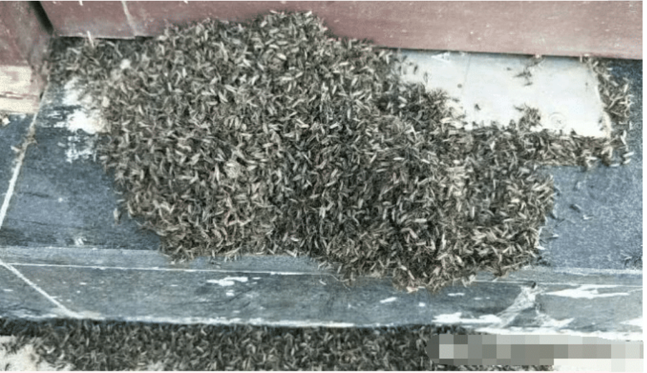 『致命的动物』吃饱一次能繁殖一次，通常都活不过3个月，却是世界最致命的动物