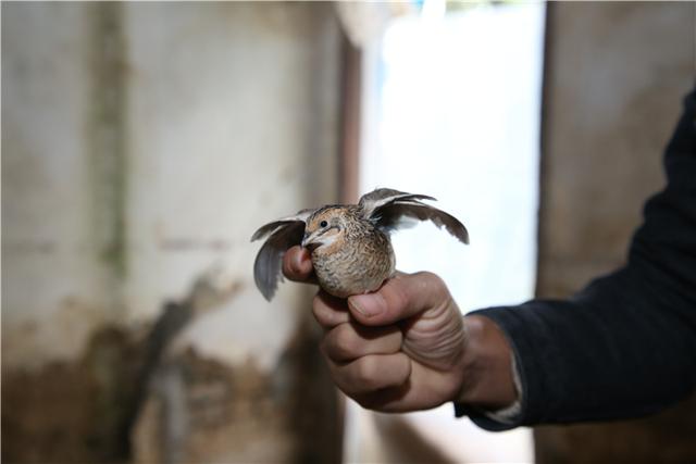 遵义|遵义小伙创业养世界上最小的鸡，身长仅11厘米，体重不足50克