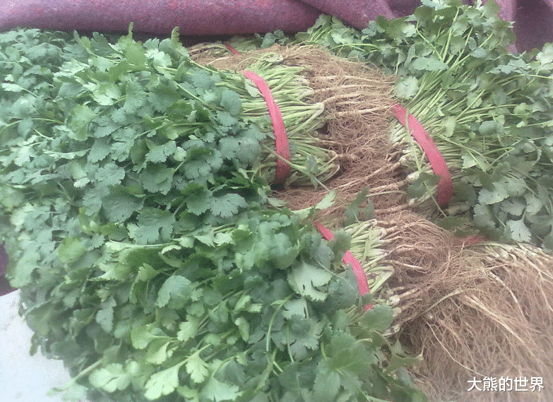 香菜|保存香菜，最忌直接放冰箱！教你饭店方法，半年还新鲜，不黄不坏