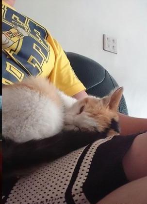 狗比人受欢迎，自来三花猫刚到家就缠上狗狗，一猫一狗相处和谐