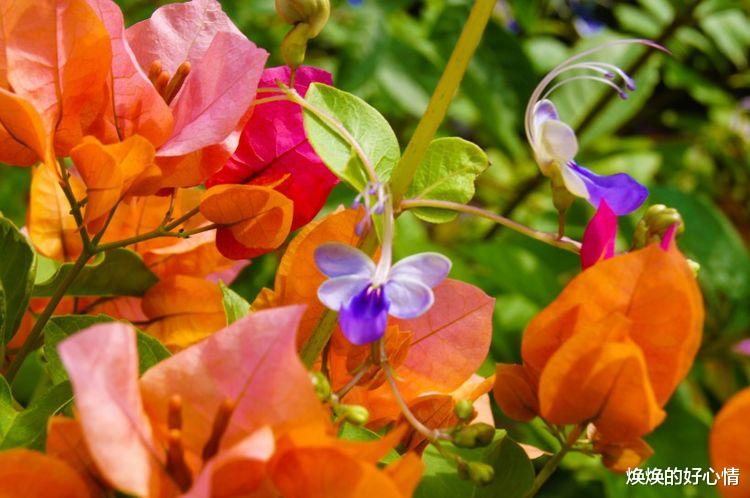 属狗|八月底，与旧爱重修旧好，恩爱如初，牵手真爱的四大星座！