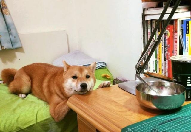 柴犬看到主人在吃东西，马上趴在桌子边等，结果等着等着就睡着了