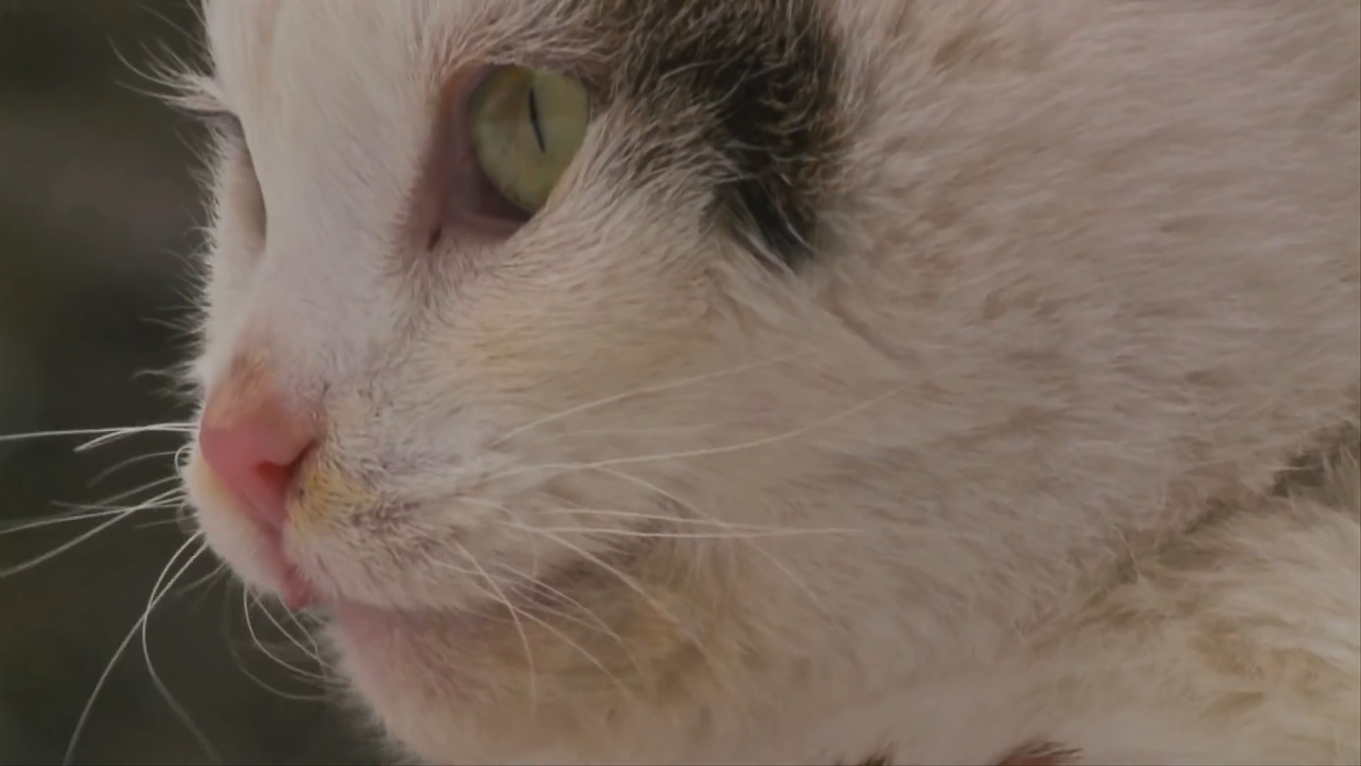 #生肖#今年5月开始先难后易，上半年苦，下半年甜，清福后来的三大生肖