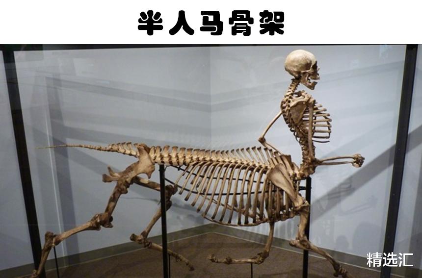 考古学家|孰真孰假？多年来，人们发现的9个最为奇异的骨架