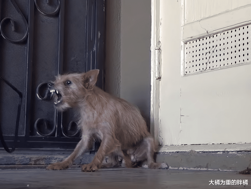 狗狗给了一群人快乐，3年后却没人要它，孩子被偷终令它以恶对人