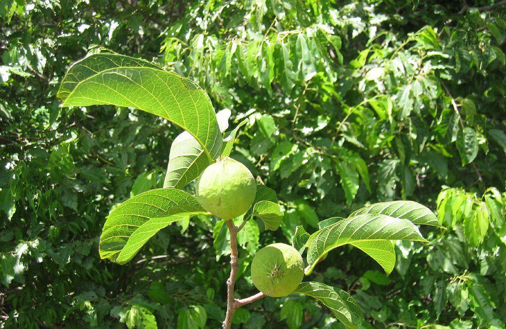 【见血封喉树】听名字就觉得可怕的植物，你看过毒性很强的见血封喉树么