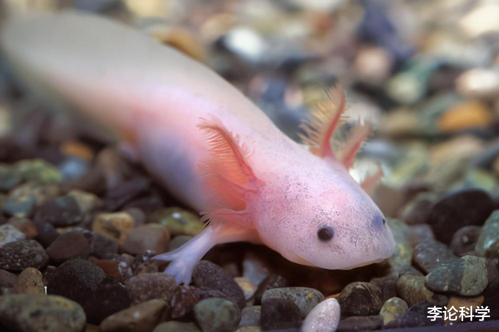 生物学家|最像龙的生物，7年不动不吃，12年交配一回，神一般的存在