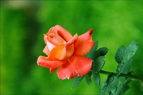 【金牛座】早年辛苦，中年发达，晚年富贵的三个星座