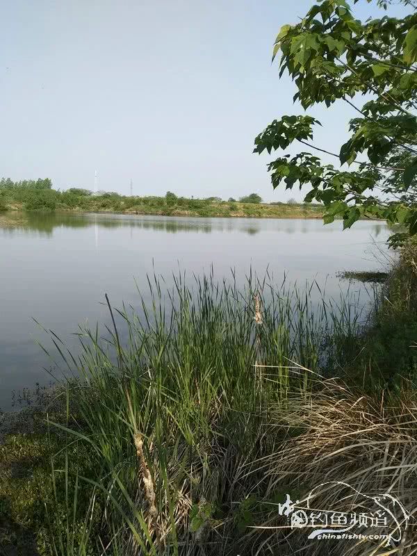 「」一招制敌！疯狂飞饼诱钓大草鱼！