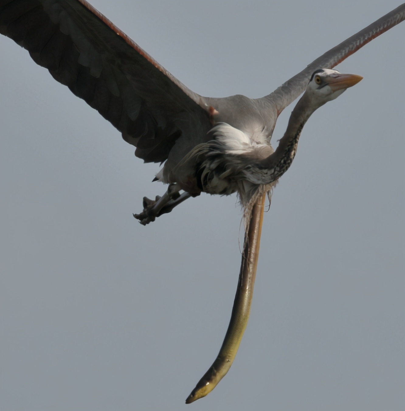 苍鹭|求生欲爆表！蛇鳗被吞，竟在空中尾刺苍鹭，将其喉咙直接刺穿