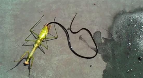 裂头蚴|这些令人作呕的寄生生物 虽然是为了生存但是还是好恶心