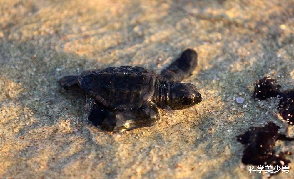 卫星|动物中，独立若干年后的幼崽还会认得母亲吗？