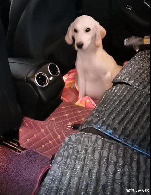 路边趴着一只肚子硕大的狗，男子本以为怀孕了，随后却发现是公的