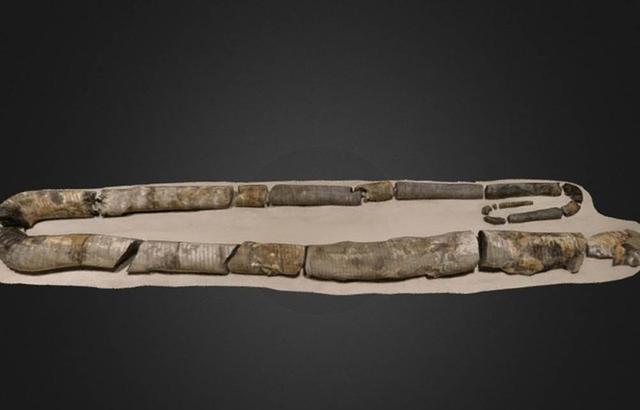 浣熊|酷似回形针，寿命200年，乌贼为什么长这怪样？真的难死科学家了