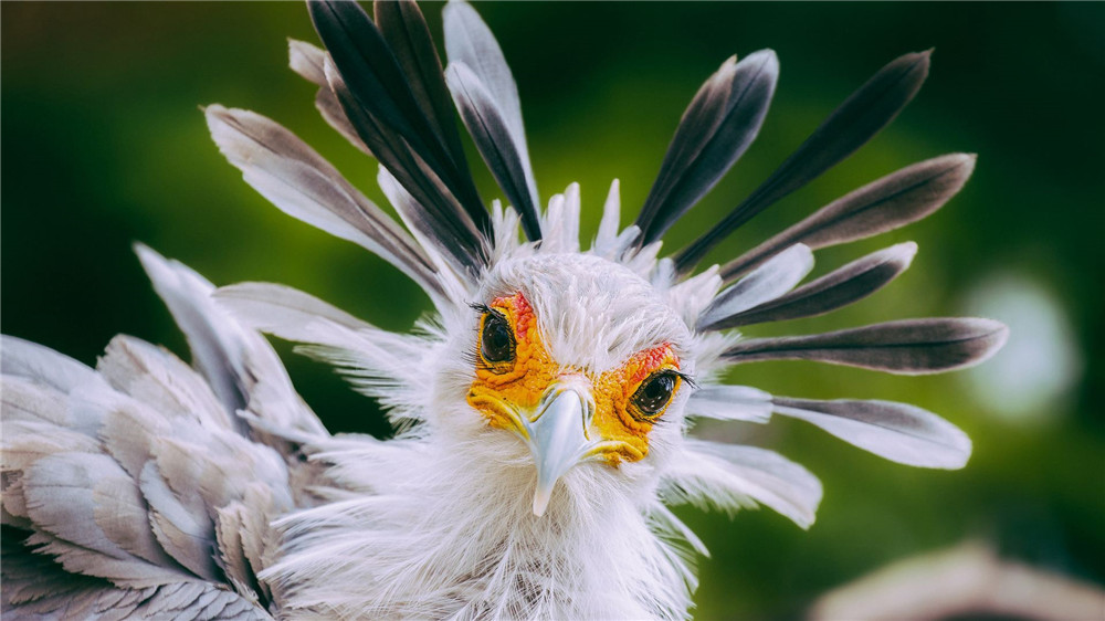 「毒蛇」非洲草原发现“四不像”猛禽,每天暴走30千米,一生只有一个窝