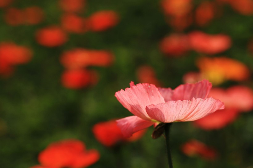 生肖@6月底,躲过桃花劫,魅力大增,有望结成好姻缘的四大生肖