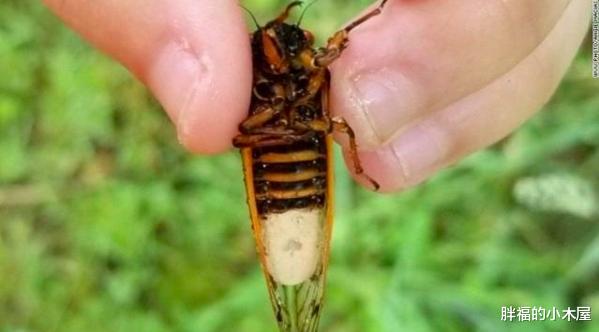 科学家|真菌操控下的“僵尸蝉”：即使腹部没了，繁殖也不停 08-15 20: 14