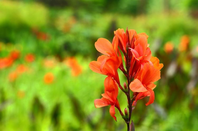生肖|8月份，始于心动，终于白首，解开心结，爱情再次开花结果的生肖